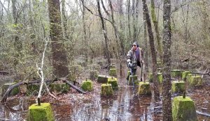 Swampy sawmill hunt